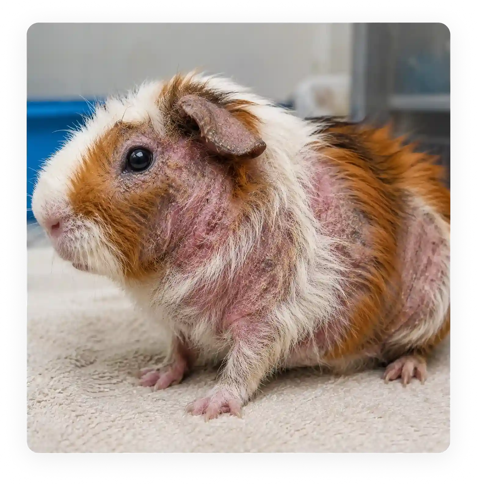 Fur Mites